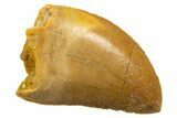 Serrated, Juvenile Carcharodontosaurus Tooth - Morocco #329863-1